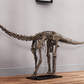 Juvenile Diplodocus