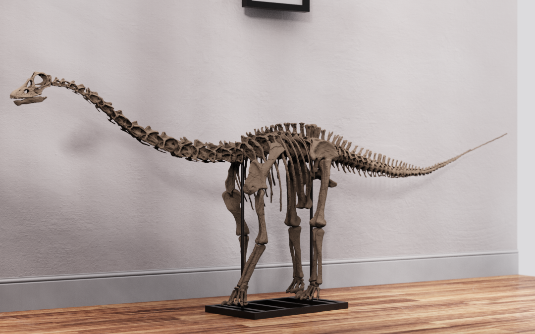 Juvenile Diplodocus Skull