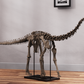 Juvenile Diplodocus