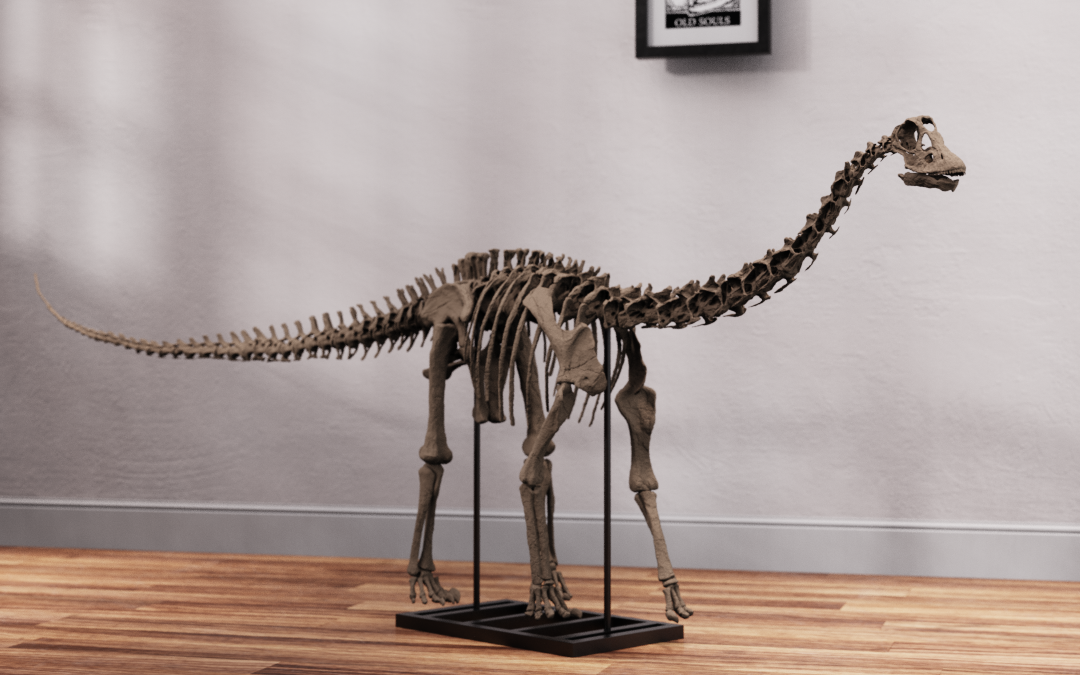 Juvenile Diplodocus Skull