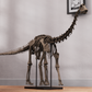 Juvenile Diplodocus