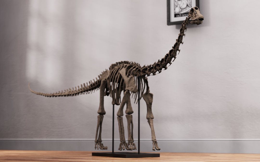 Juvenile Diplodocus Skull