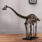 Juvenile Diplodocus