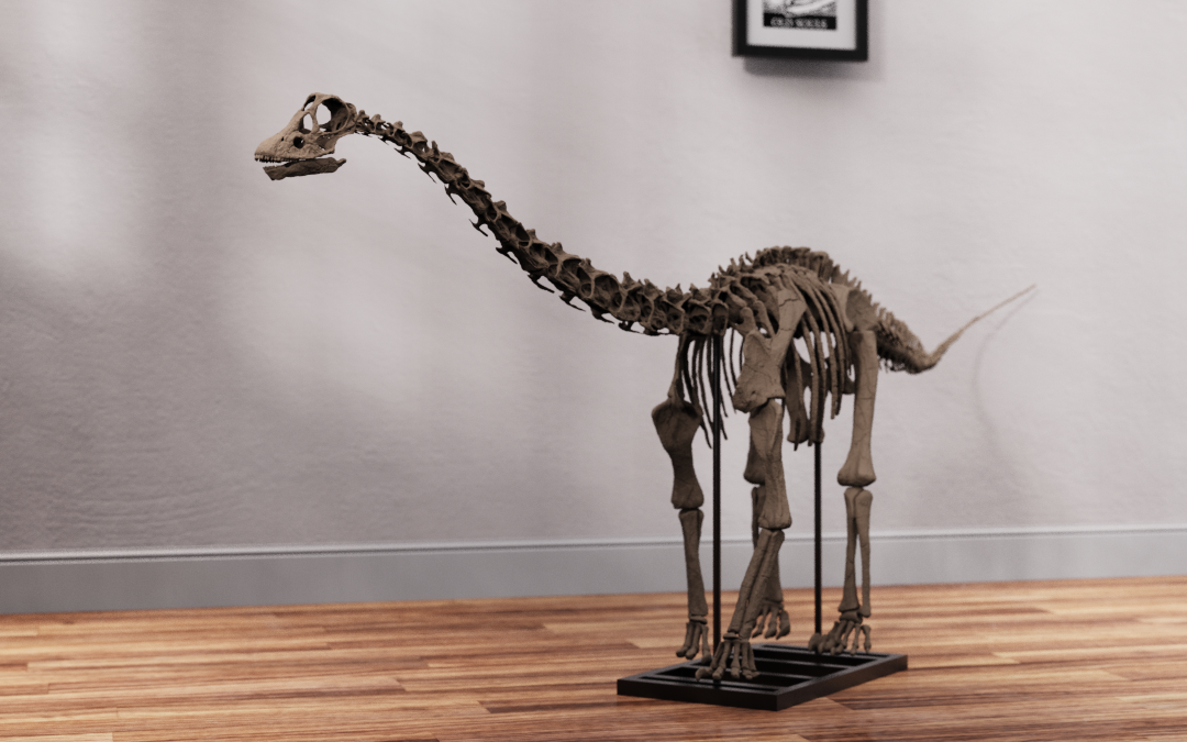 Juvenile Diplodocus Skull