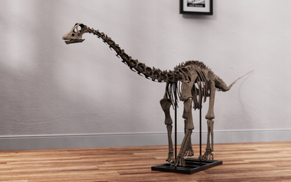Juvenile Diplodocus