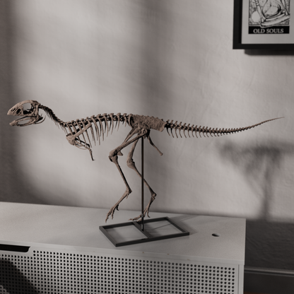Berthasaura