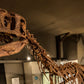 Juvenile Tyrannosaur 1:5 scale (84cm) Skeleton