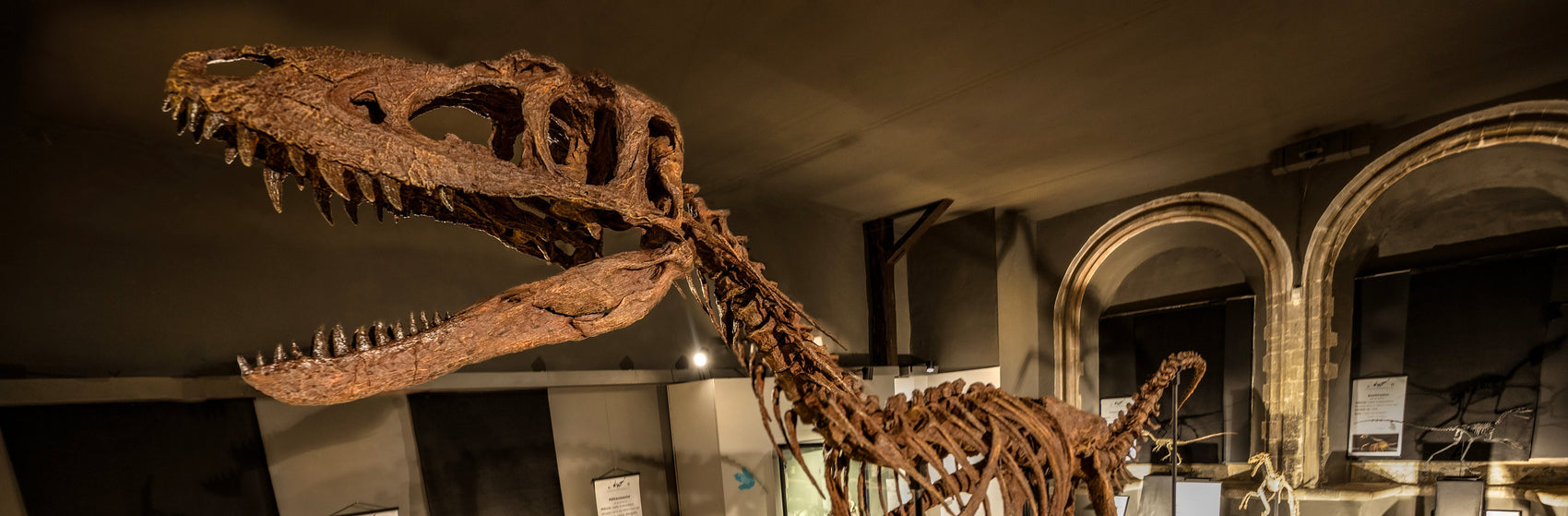 Juvenile Tyrannosaur 1:5 scale (84cm) Skeleton