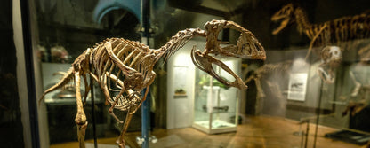 Berthasaura