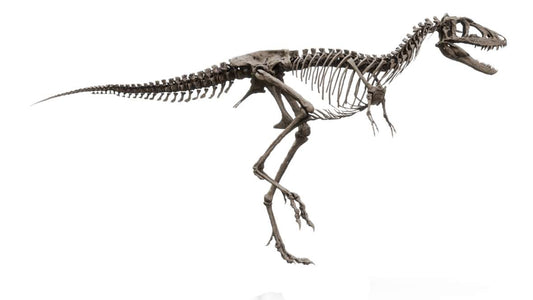 Juvenile Tyrannosaur