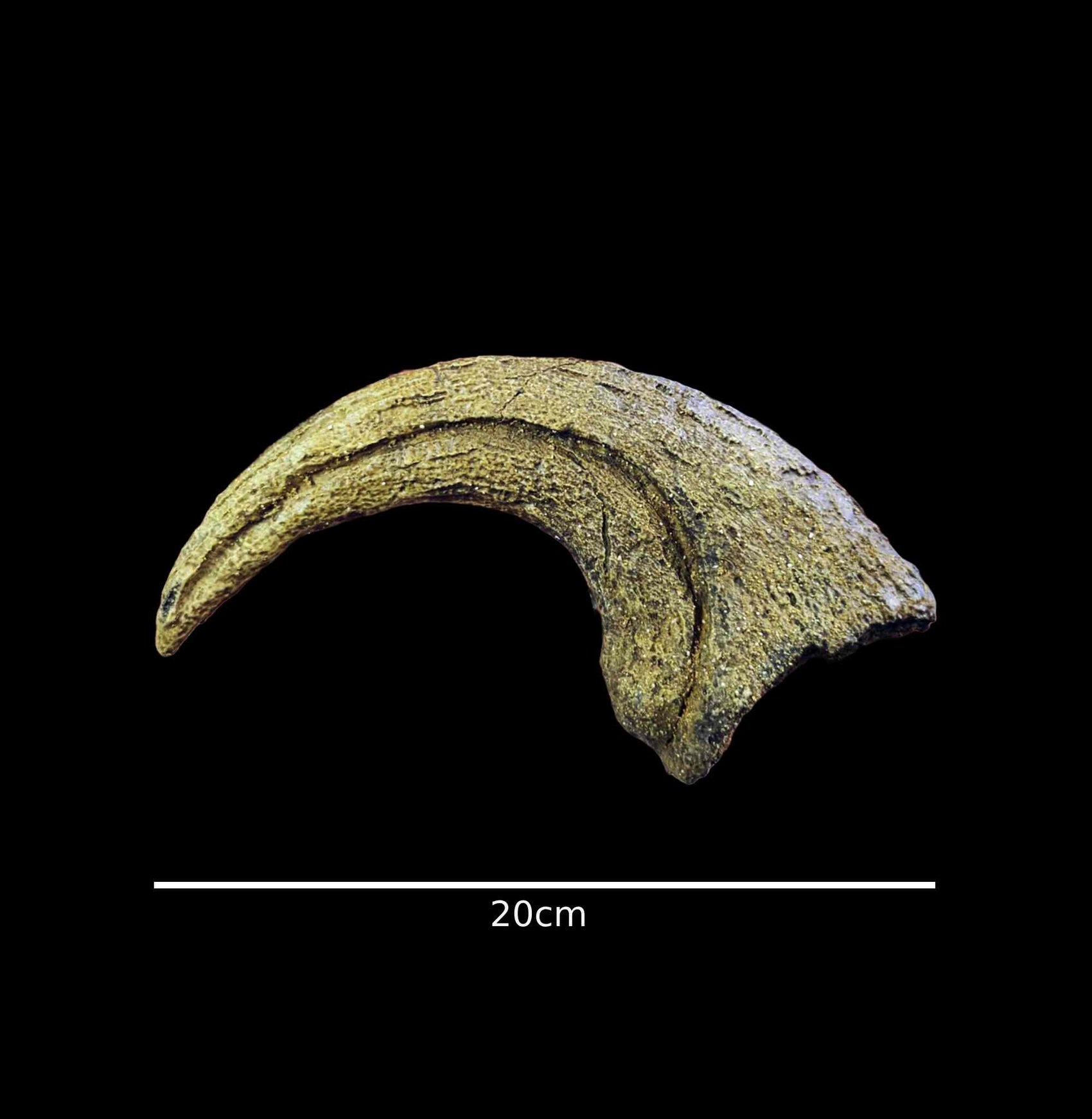 Deinonychus Claw