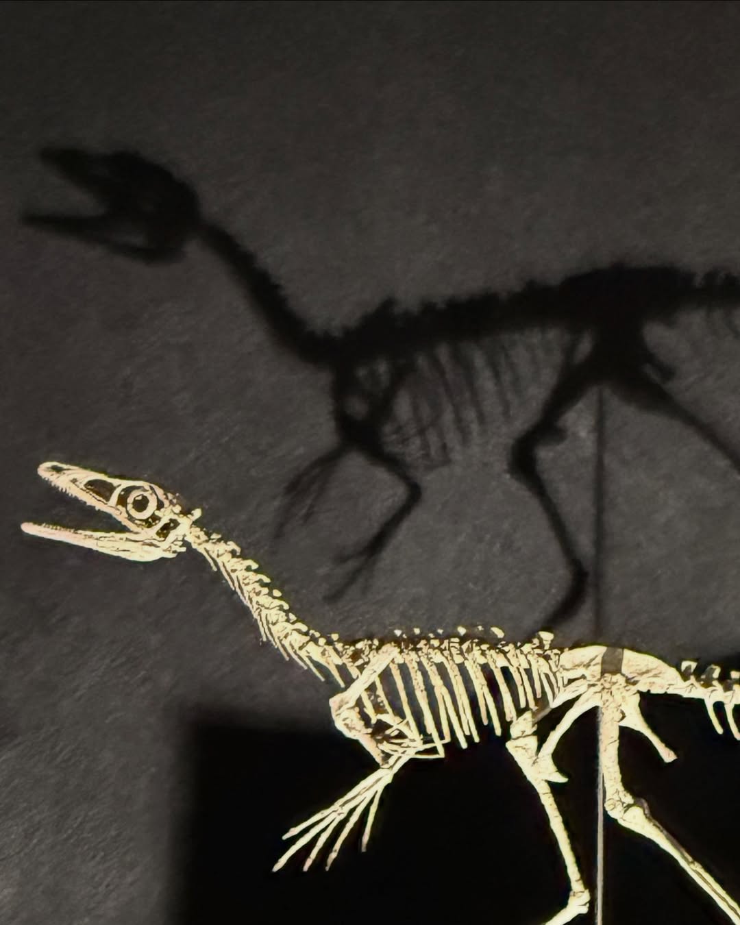 Compsognathus Skull