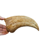 Deinocheirus fossil claw