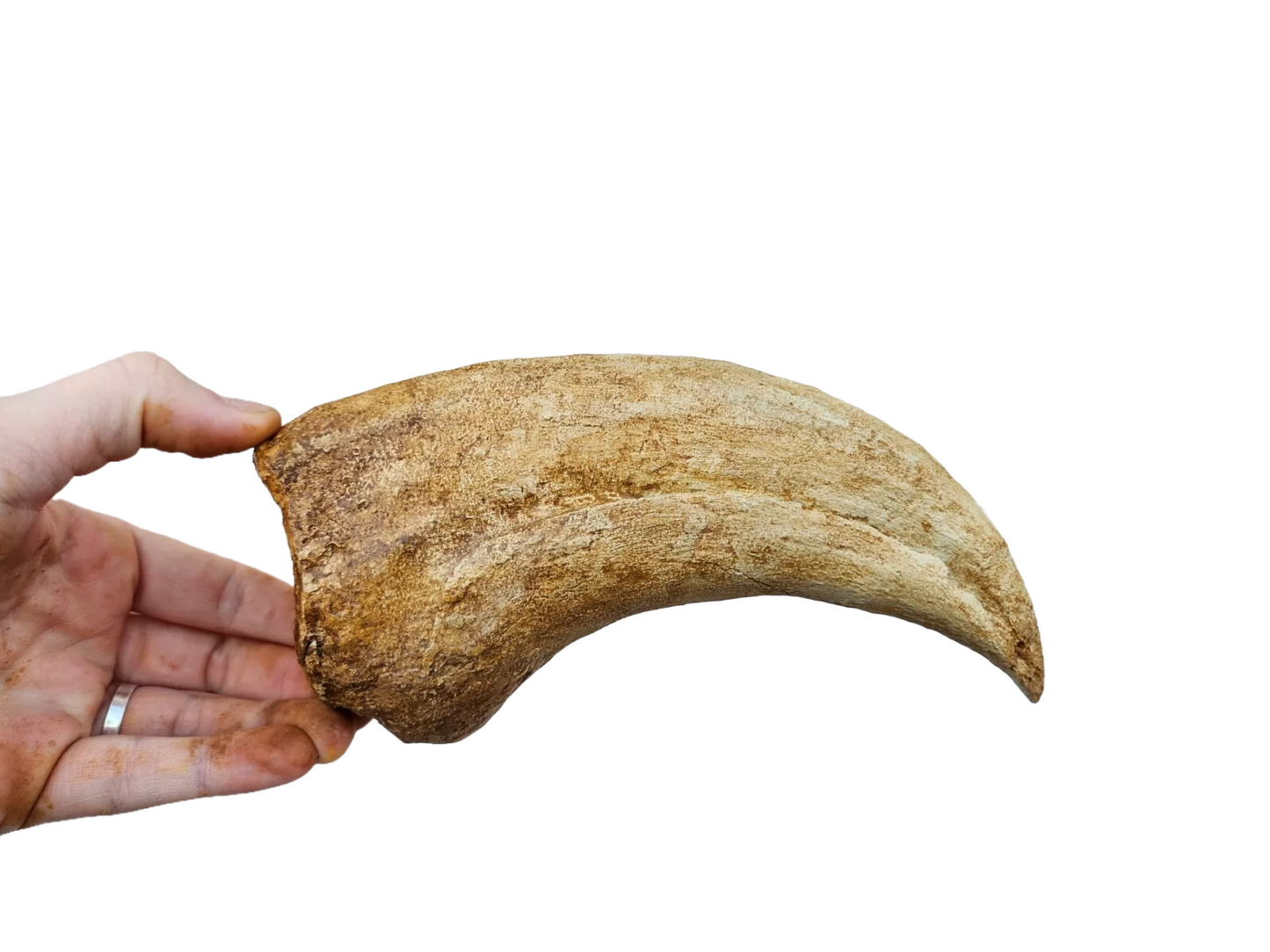 Deinocheirus fossil claw