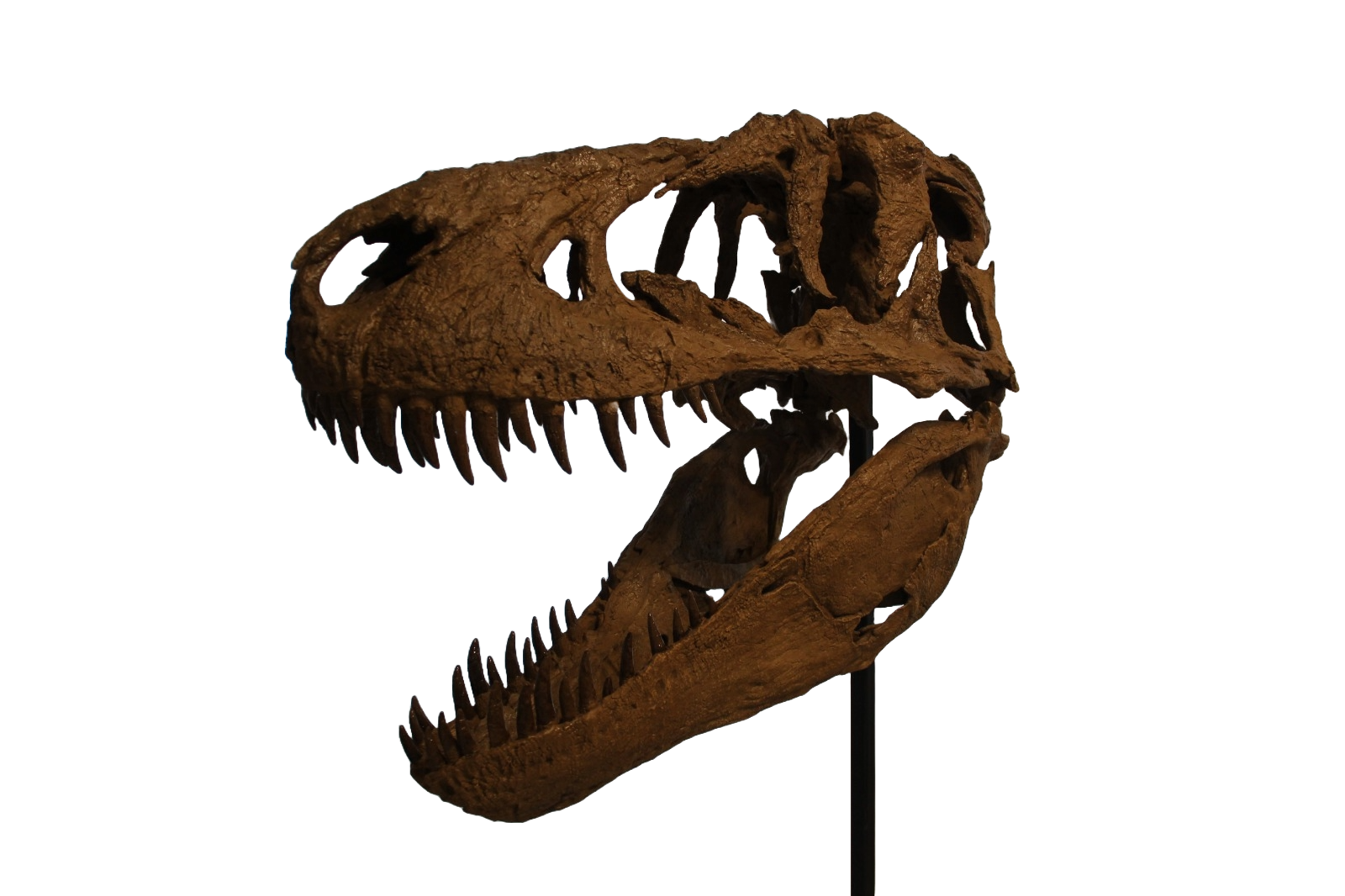 Daspletosaurus Skull