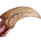 Deinocheirus fossil claw