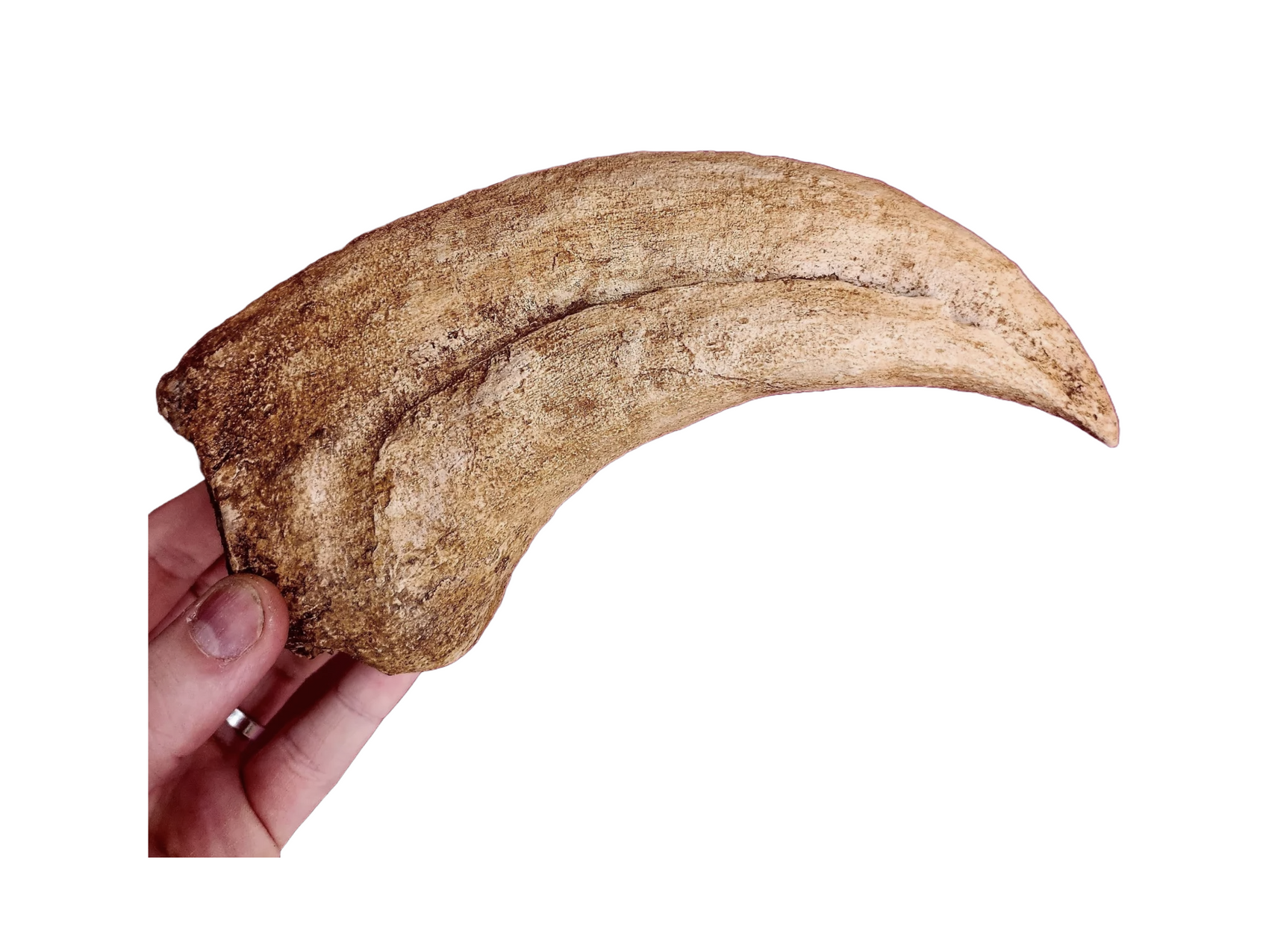 Deinocheirus fossil claw