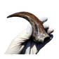 Utahraptor Claw