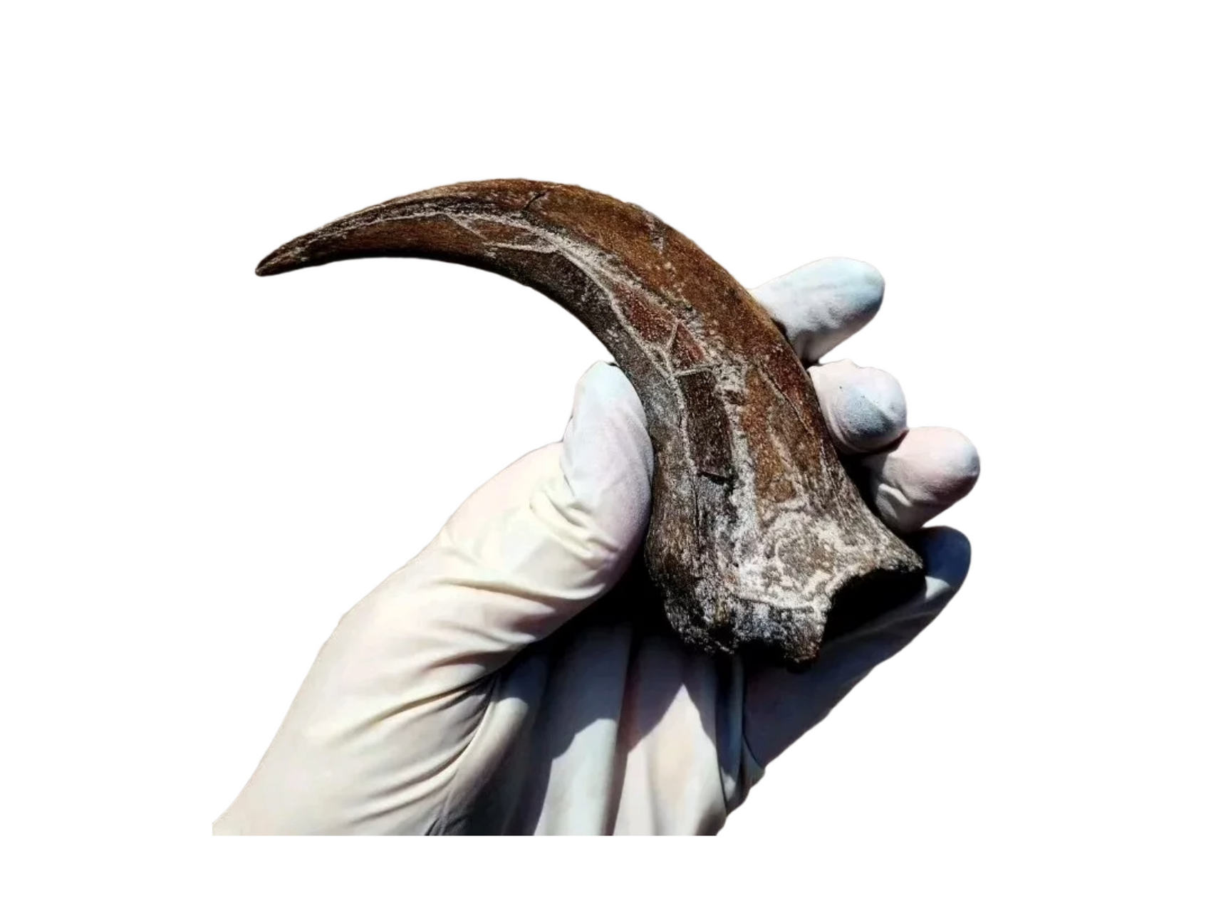 Utahraptor Claw