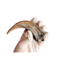 Utahraptor Claw