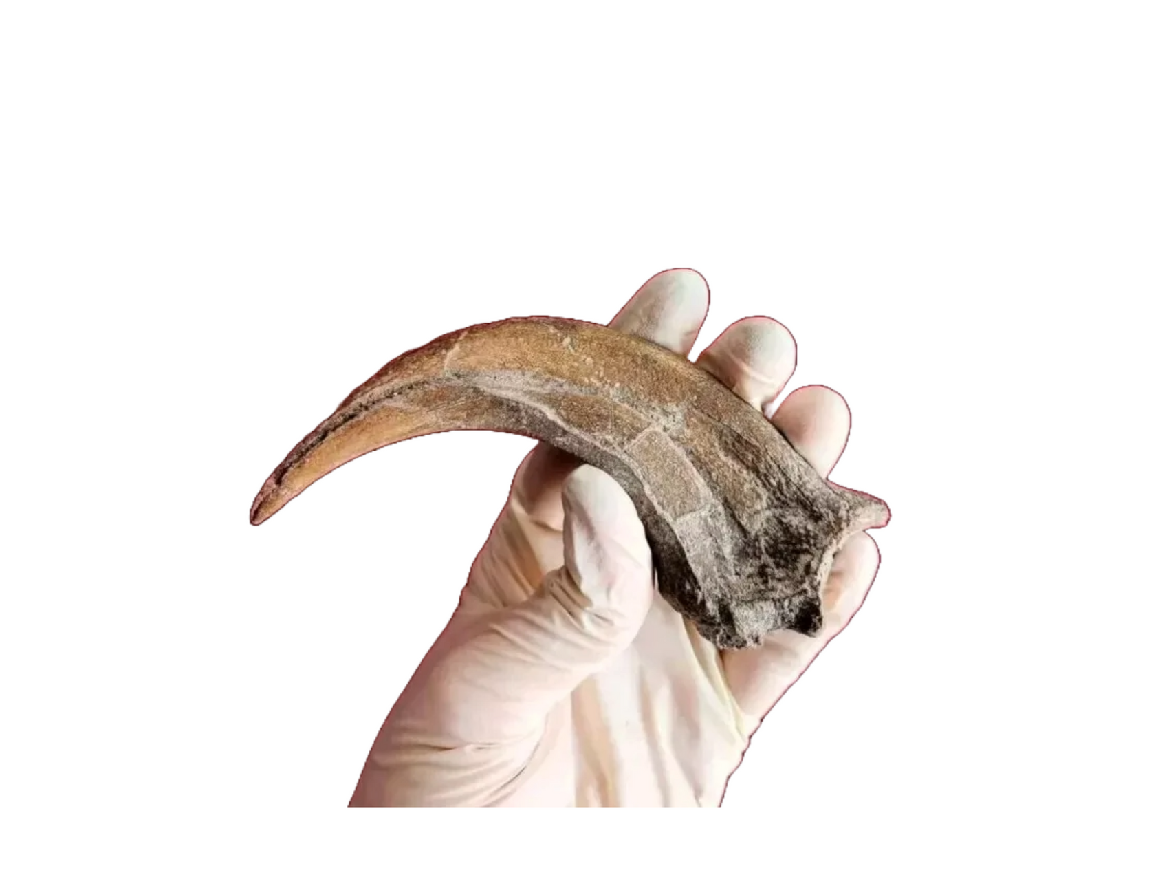 Utahraptor Claw