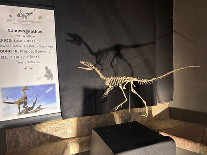 Compsognathus Skull