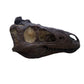 Nanotyrannus Skull