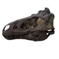 Nanotyrannus Skull