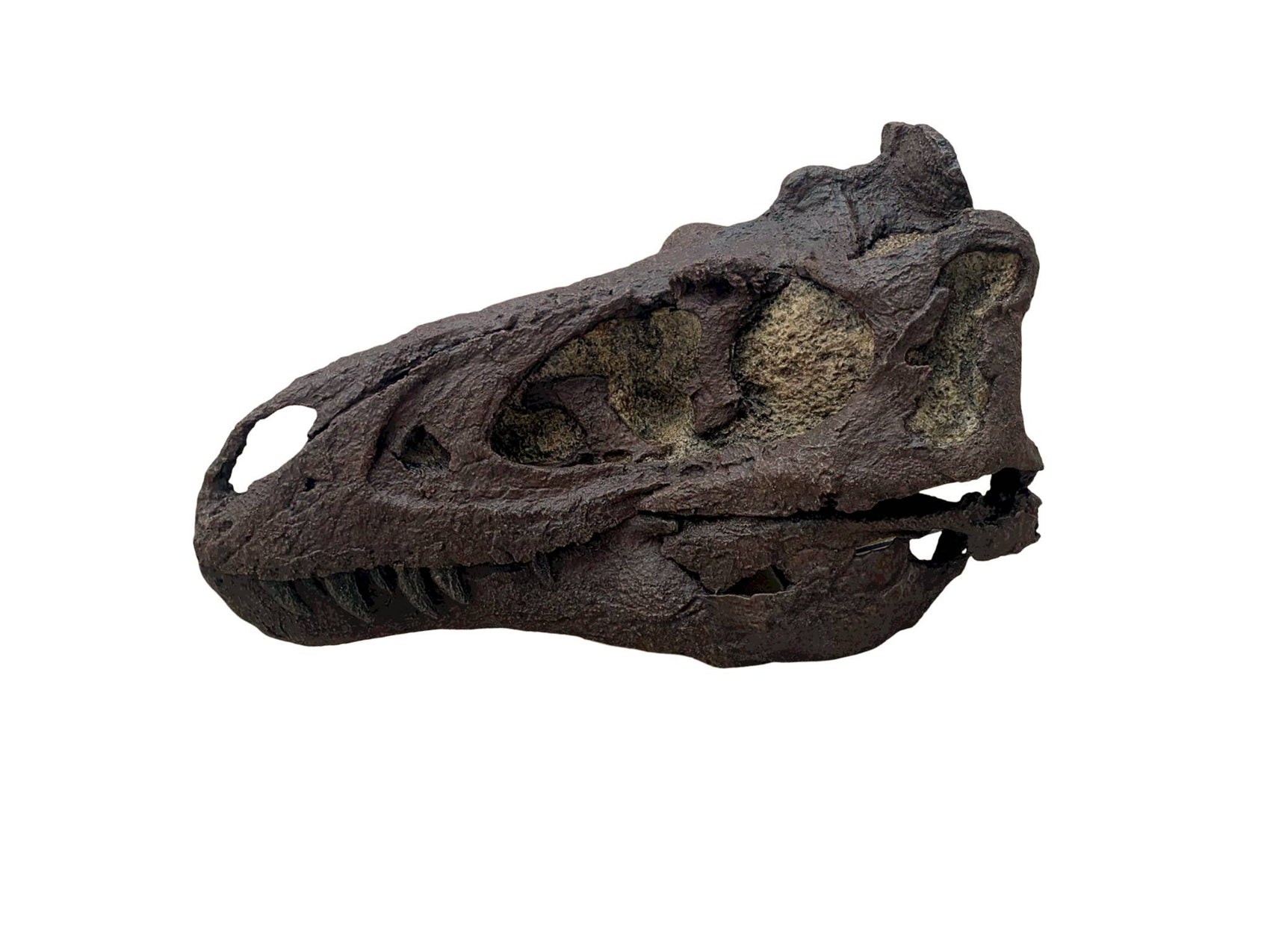 Nanotyrannus Skull