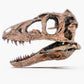 WALL MOUNTED, HALF SKULL Juvenile Tyrannosaur Skull