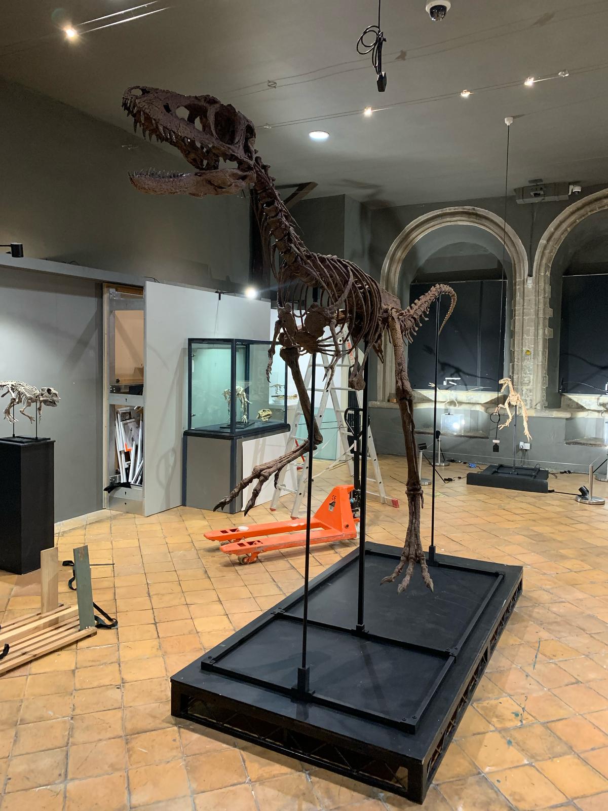 Juvenile Tyrannosaur 1:5 scale (84cm) Skeleton