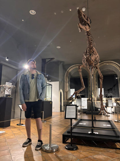 Juvenile Tyrannosaur 1:5 scale (84cm) Skeleton