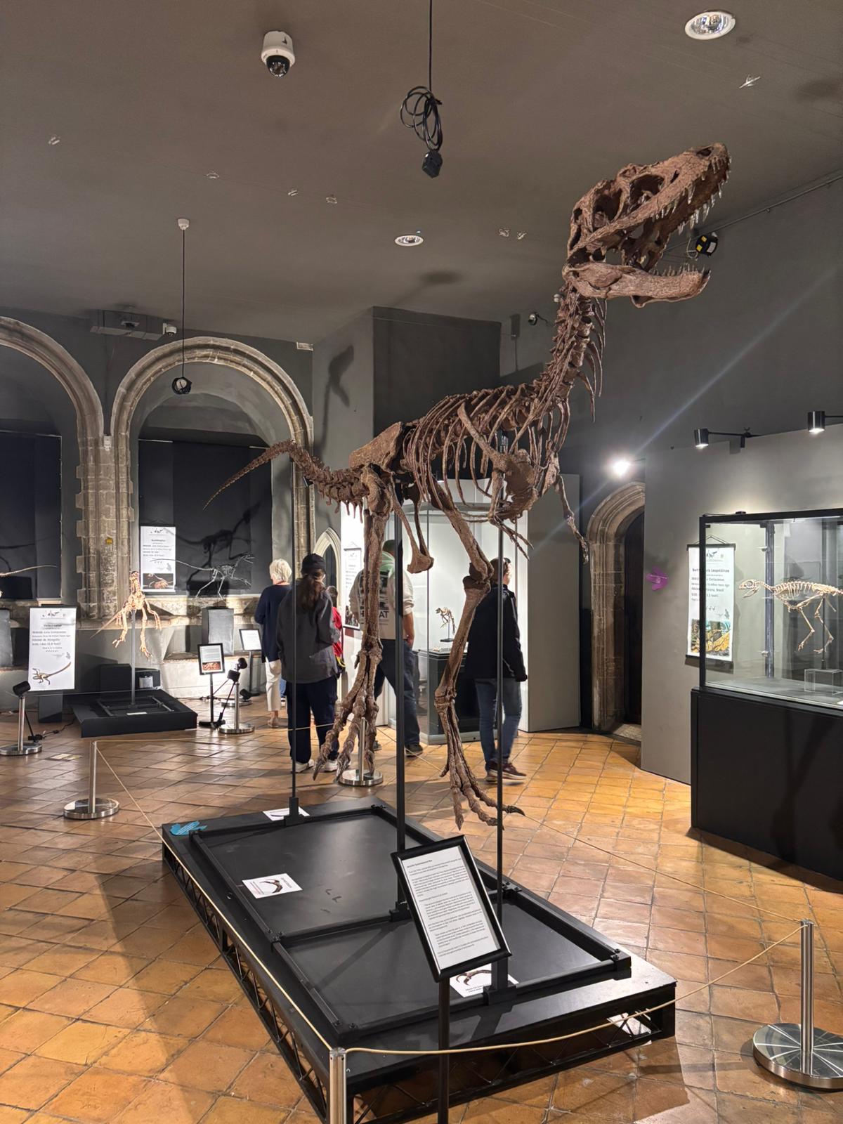 Juvenile Tyrannosaur 1:5 scale (84cm) Skeleton