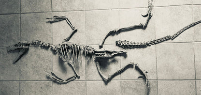 Velociraptor 1:3 scale skeleton (70cm)