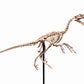 Velociraptor Skull
