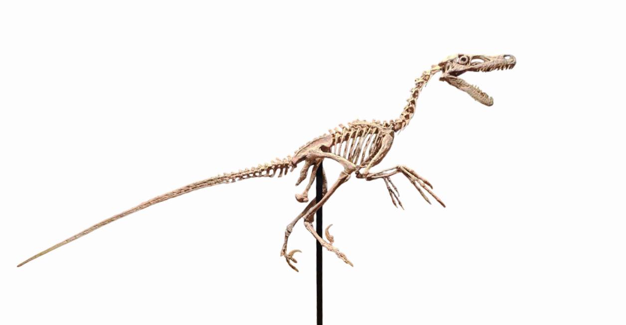 Velociraptor 1:3 scale skeleton (70cm)