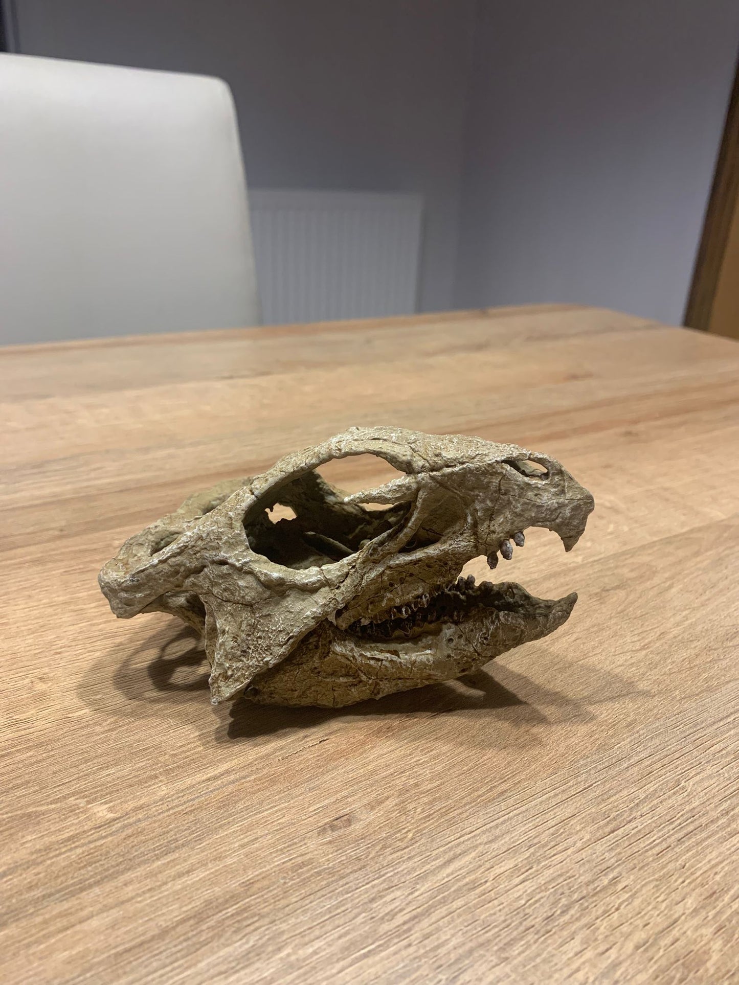 Aquilops Americanus Skull