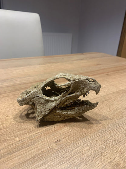 Aquilops Americanus Skull