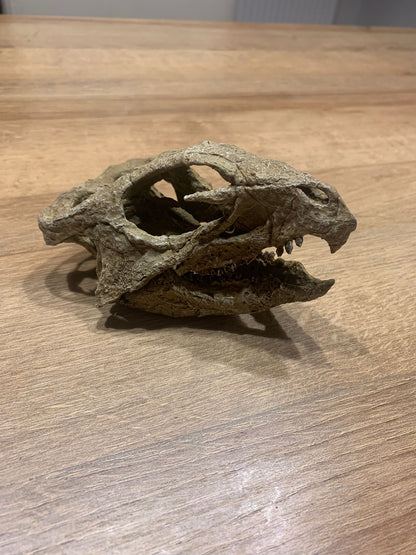 Aquilops Americanus Skull
