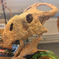 Protoceratops Skull