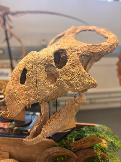 Protoceratops Deskop Model