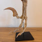 Raptor Killing foot (SHRI RAPAX)