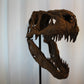 Daspletosaurus-Schädel