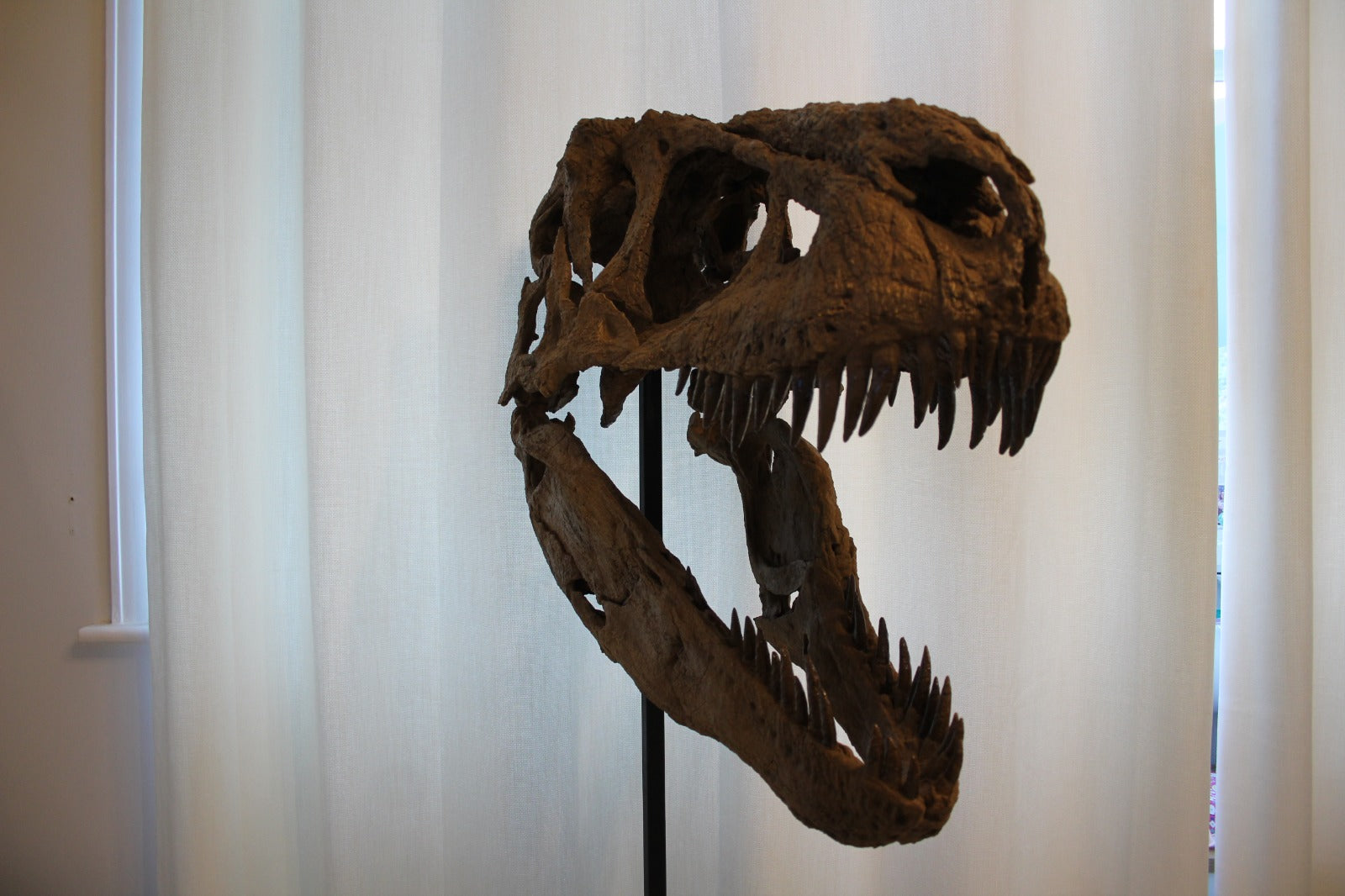 Daspletosaurus Skull