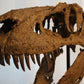 Daspletosaurus-Schädel