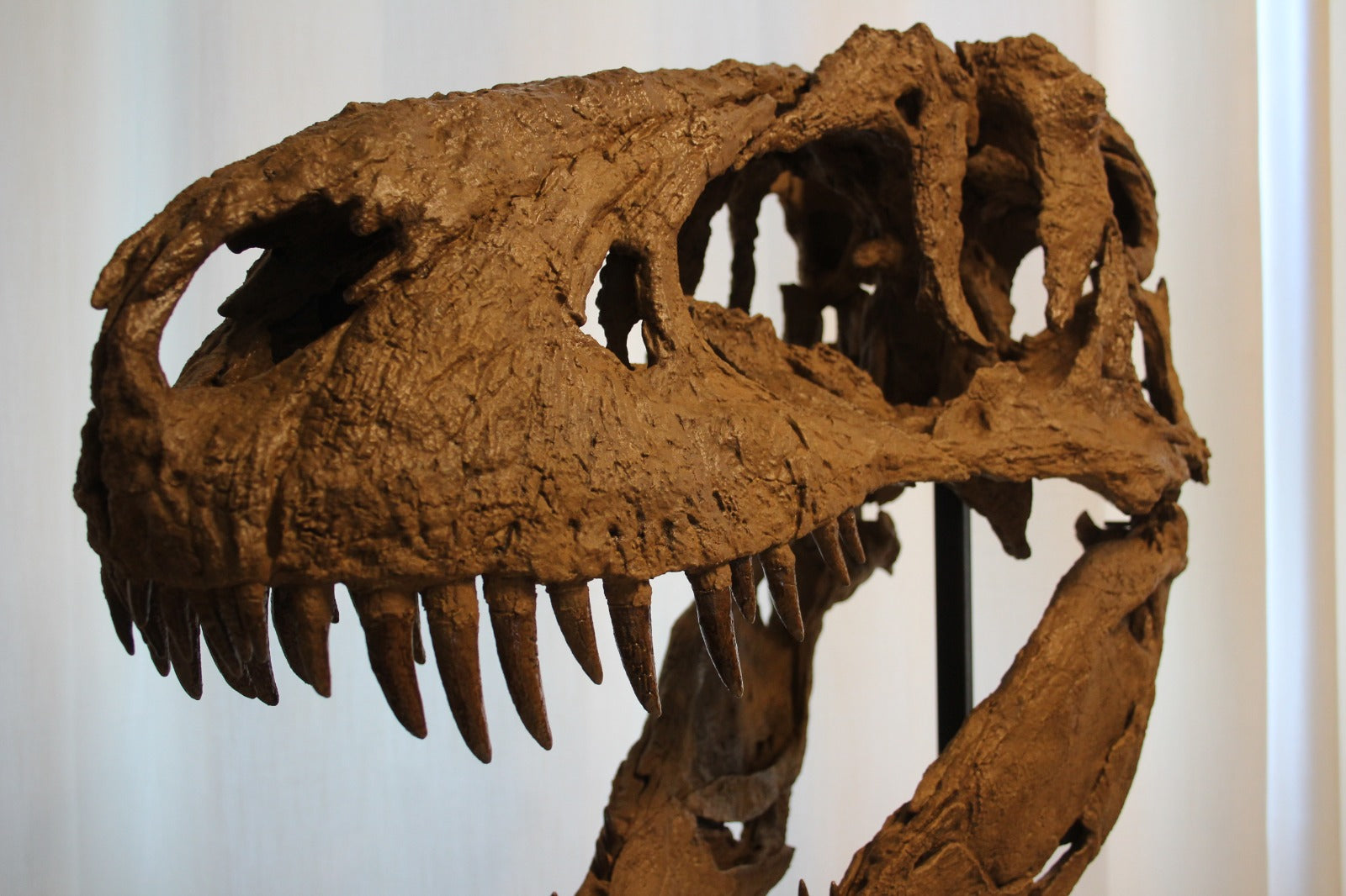 Daspletosaurus Skull