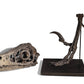Bambiraptor Killing Claw Foot - Mounted on bespoke steel stand.