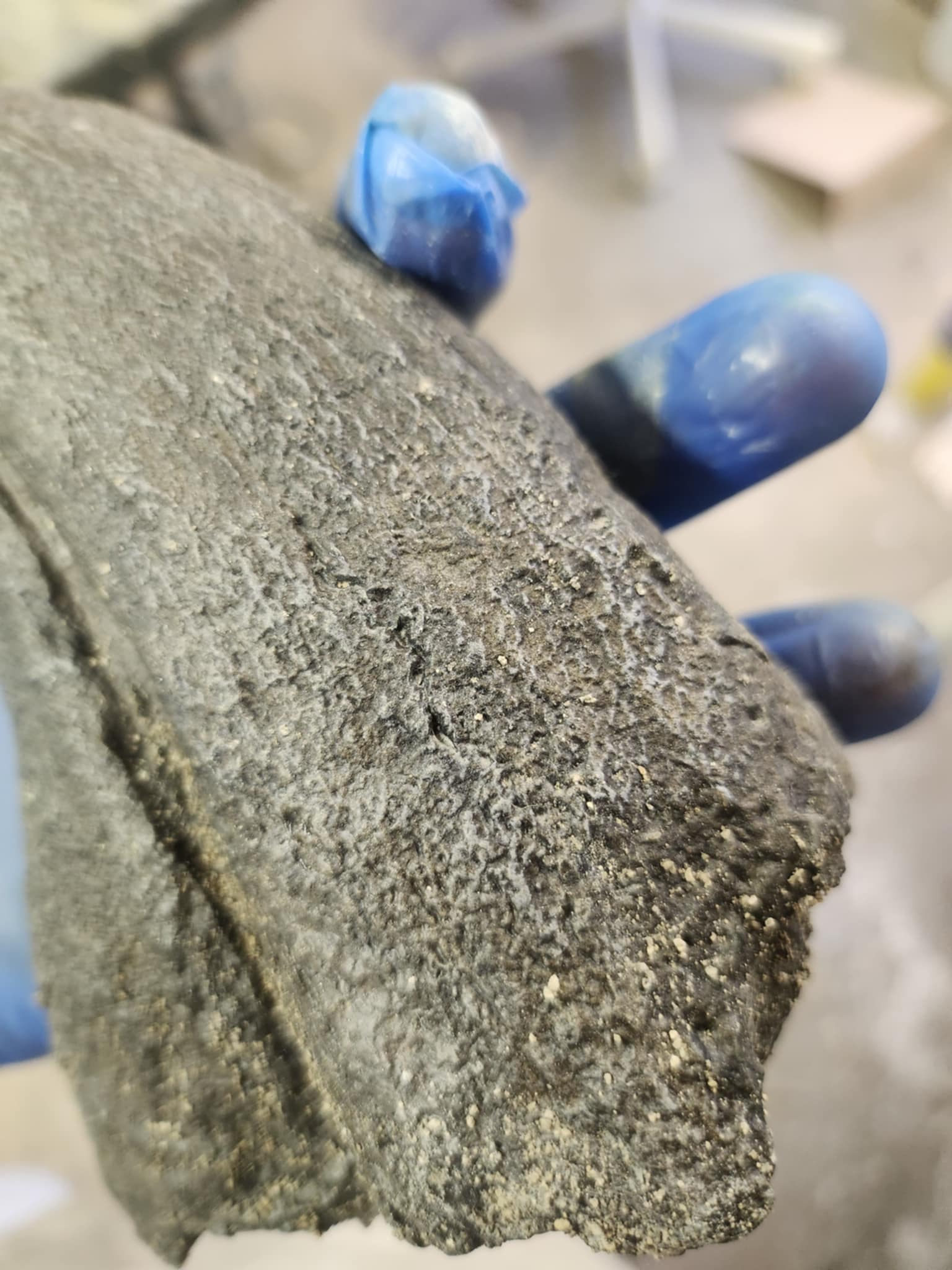 Baryonyx Walkeri Claw