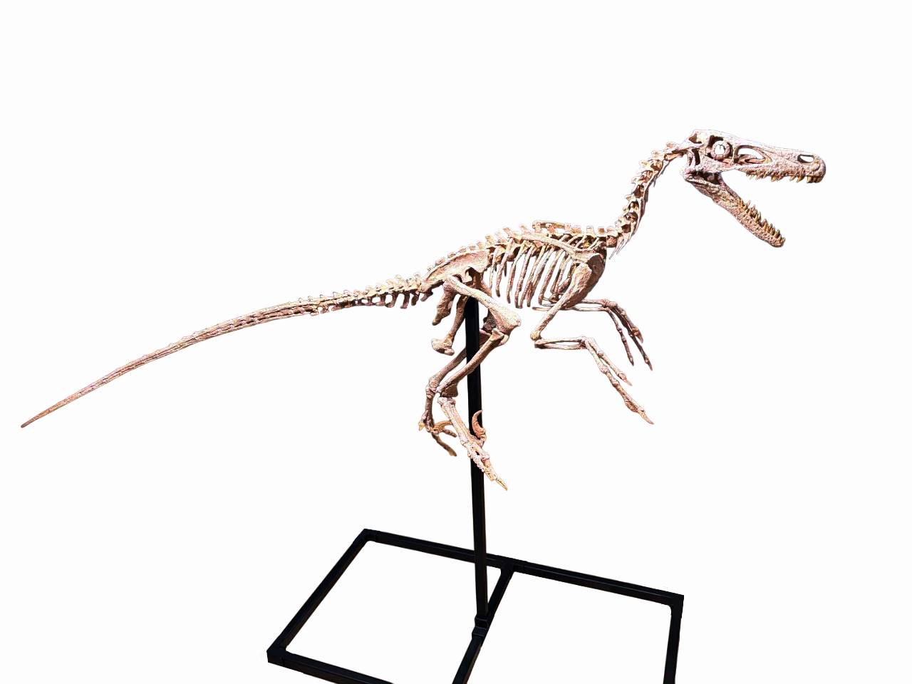 Velociraptor 1:3 scale skeleton (70cm)