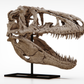 Daspletosaurus Skull